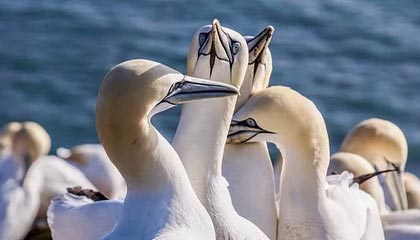 开云平台-上海男篮成功晋级八强，逐梦冠军，上诲男篮