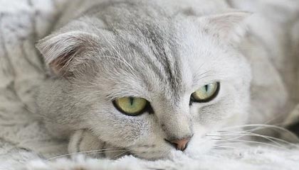 开云平台-上海男篮成功晋级八强，逐梦冠军，上诲男篮