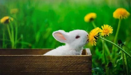 开云官方网页登录-皇马引援不断，力求在欧冠中再创辉煌